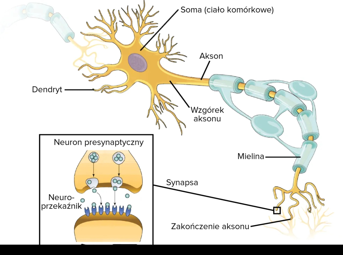 Ślimak sensoryczny: tajemniczy świat neuronów i zmysłów